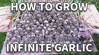 How To Grow Garlic 1 Year Of Filming