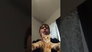 kitty bot factory