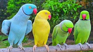 Talking Parrot Natural Sounds