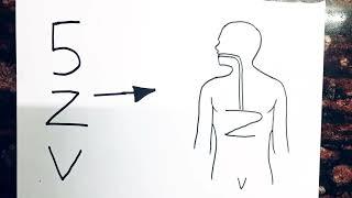 Turns into Human Digestive system diagram class 10 // Science important diagram class 10