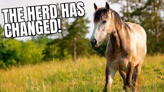 Who’s The Herd Leader Now? Understanding Equine Behavior