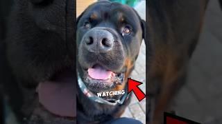 Dog Got Caught By the Owner While BREAKING The Rules