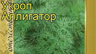 Укроп Аллигатор (Alligator). Краткий обзор, описание характеристик, где купить семена