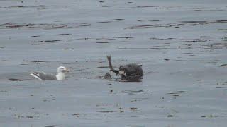 The seal caught the salmon, but the seagulls want it too