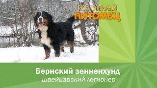 БЕРНСКИЙ ЗЕННЕНХУНД: особенности содержания, характер, воспитание, плюсы и минусы породы