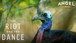 The Southern Cassowary | The Riot And The Dance (2024) | Angel Studios | CLIP