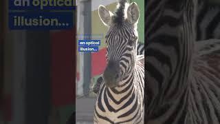 Zebras: The Masters of Hide and Stripe!
