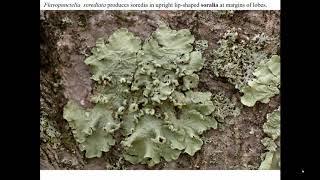 8 Lichens to Know and Love