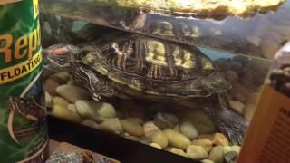 Turtle eats freeze dried shrimp