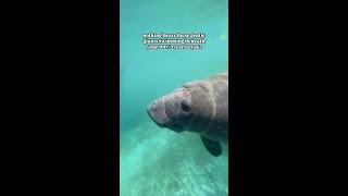 Adventure with manatees in Central Florida