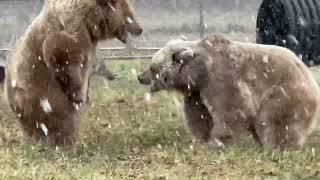 A little five minute snow storm inspired a short intense wrestling match between Jenny and Amy.