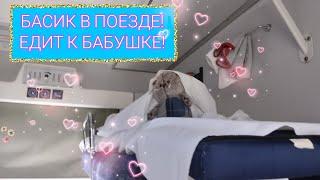 БАСИК В ПОЕЗДЕ! Поездка к бабушке хозяйки Басика!