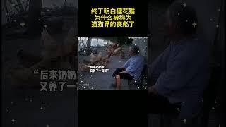 “终于明白狸花猫，为什么被称为猫猫界的丧彪了？