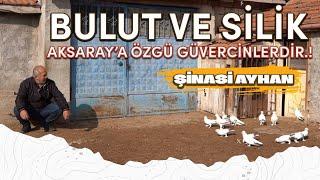 BULUT VE SİLİK KUŞLARI AKSARAYA ÖZGÜ KUŞLARDIR #güvercin #güvercinbakımı #güvercinvideoları