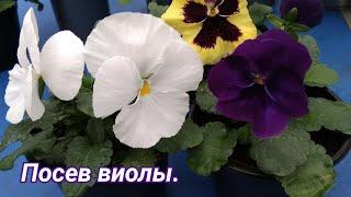 Посев виолы.