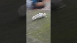 The Drop #squirrel #squirreltribe #funny #sevenseesmusic2020