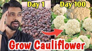 Easy way to grow Cauliflower at Home/Garden | Grow Vegetables at home