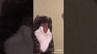 NIBBLES EL GATO SCREAMING!