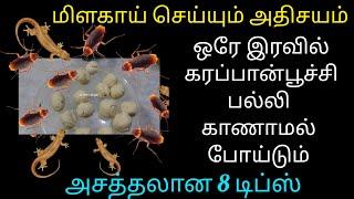 ஒரே இரவில் கரப்பான் பூச்சி பல்லி காணாமல் போய்டும் - cockroach killer |kitchen tips in tamil #tips