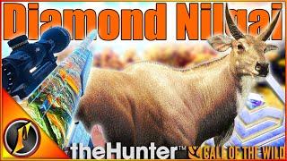 DIAMOND Nilgai on Our Tiger Hunt in theHunter Call of the Wild!