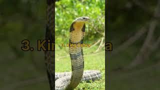 Top 5 Deadliest snake in the world | #shorts #backertownfactz #snake