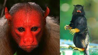 10 Unique Monkeys You Won't Believe Exist