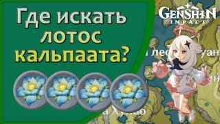 Где искать Лотос кальпалата? | Genshin Imapct