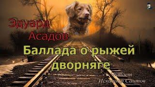 Эдуард Асадов "Баллада о рыжей дворняге" читает Искандар Саитов