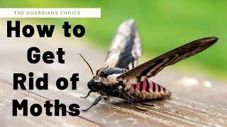 How to Get Rid of Moths | The Guardians Choice
