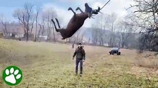 Men rescue deer swinging in the air