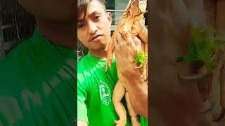 Handle Iguana Jumbo #shorts #iguana #iguanaindonesia #rediguana #reptile #reptiler #reptilelover