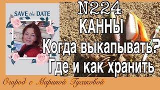 224. Как хранить КАННЫ. Огород с Мариной Гусаковой