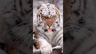 Siberian Tiger | Cold Killer | #tiger #siberiantiger #animals #shorts