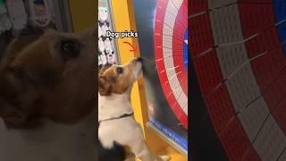 If The Dog Touches It, I'll Buy It
