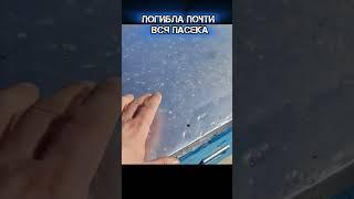 Погибла почти вся пасека #bee #пчеловодство #пасека #пчёлы