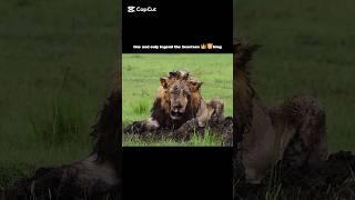 King end #lion #shorts #viralvideo #ytshorts