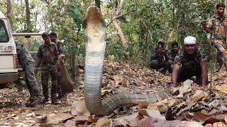 घने जंगल में दुनिया का सबसे खतरनाक सांप किंग कोबरा का खौफनाक मंजर King Cobra release in forest