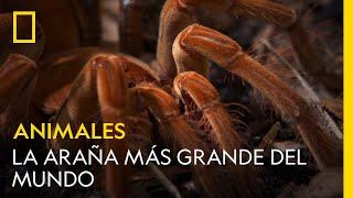 Observa cómo la araña más grande del mundo inmoviliza a sus presas | NATIONAL GEOGRAPHIC ESPAÑA