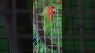 Lovebird Sounds | Lovebird singing