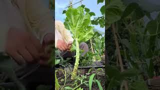 Immersing in the act of breaking lettuce leaves feels a bit relaxing #greenvegetables #farming