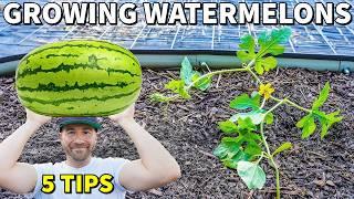 Grow The Most INCREDIBLE WATERMELON PLANTS: 5 Expert Tips!