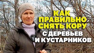 САМАЯ ЦЕЛЕБНАЯ ЧАСТЬ ДЕРЕВА КОРА КОГДА И КАК ЗАГОТАВЛИВАТЬ @natureMarusya ​