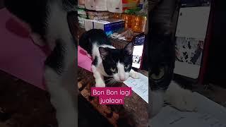 bonbon lagi jualaan#videoshorts#shorts#catlover #cats #kucingjalanan