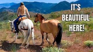Taking Our Wild Mustang on a Group Trail Ride—Is He Ready?