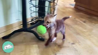 Couple Saves A Baby Fox And Gives Her A Dog Best Friend | Cuddle Buddies