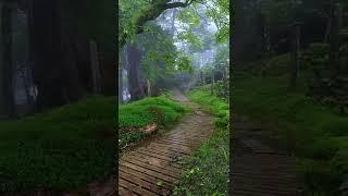 Nature view | Summer rain, Rain weather | Nature 4k videos | short video