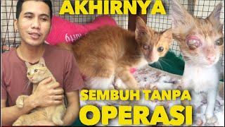 SEMANGAT ANAK KUCING INI SEMBUH DARI SAKIT MATA