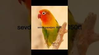 papağan fiyatları 2023 #parrot #birds #lovebirds #cockatiel #sultanpapağnı #kuş #papağan