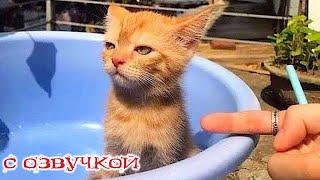 Funny Animal Videos 2024 - Funniest Dogs and Cats Videos #232