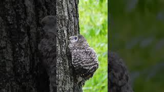 Baby owls climb trees #owlphotography #barredowl #nikonp1100